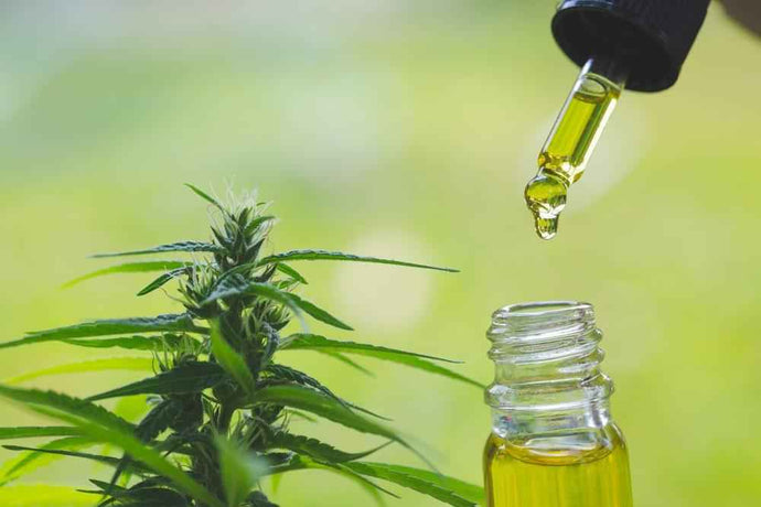 ACEITE DE CBD Y SU ÉXITO EN EE UU?
