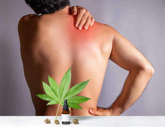 Dolor y cbd una gran alternativa natural