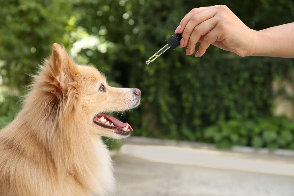 CBD para Perros y Gatos