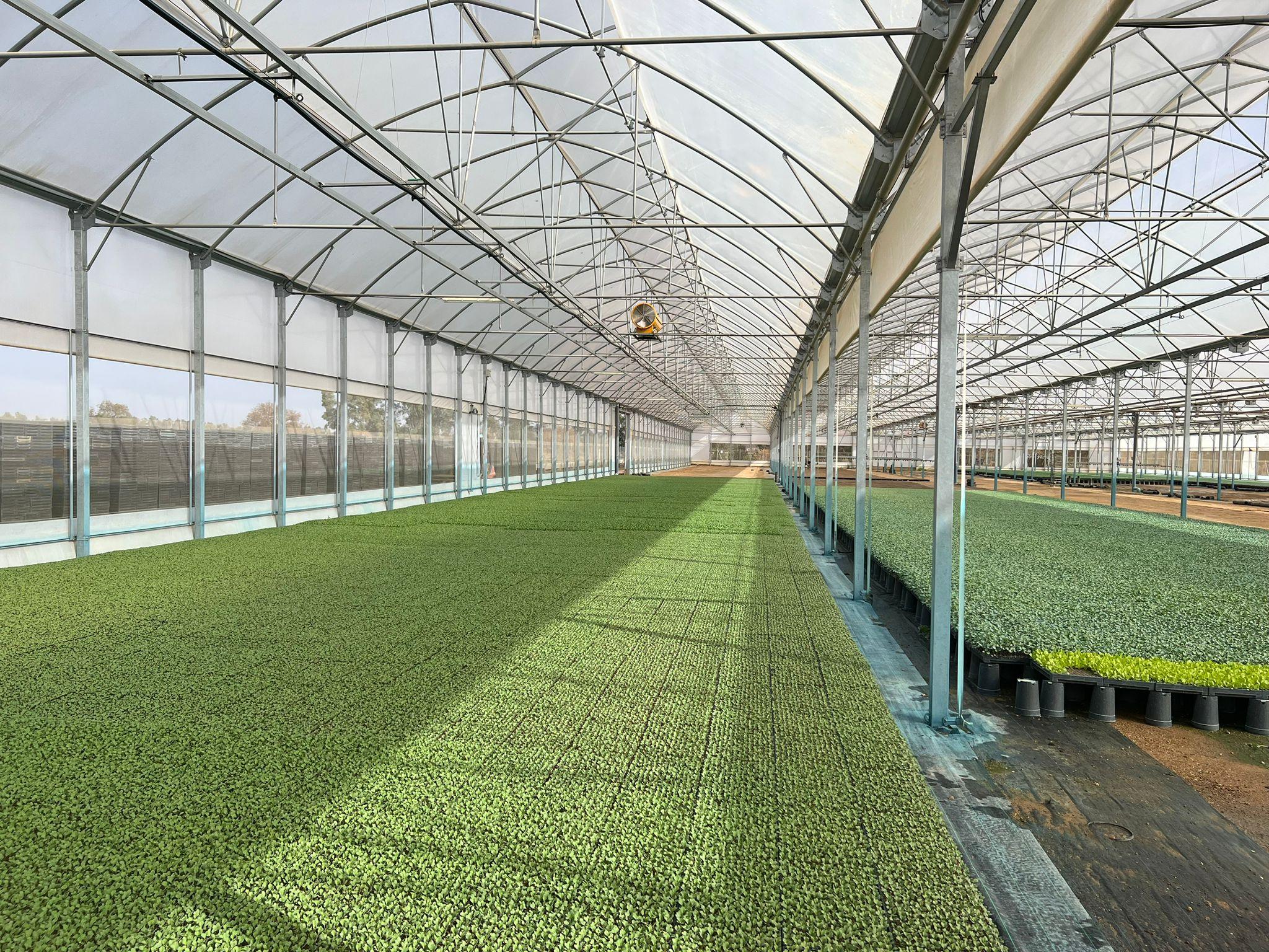 FLORES CBD INVERNADERO BLACK OUT