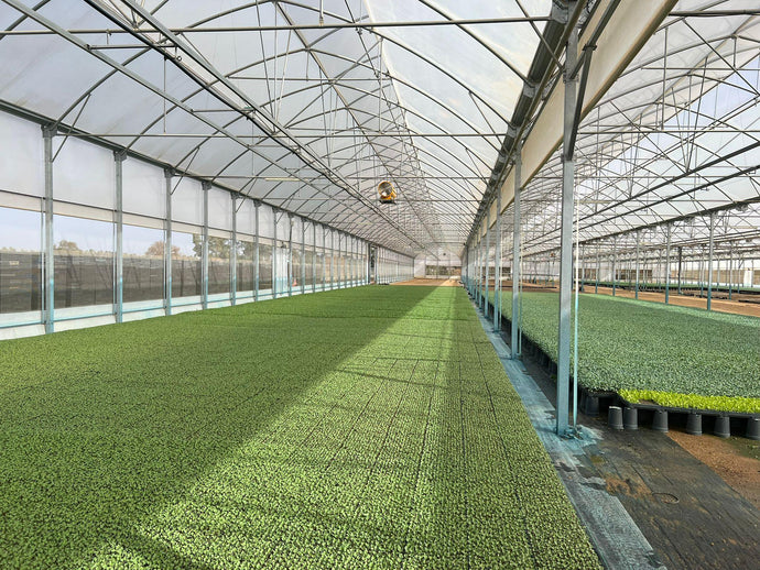 FLORES CBD INVERNADERO BLACK OUT