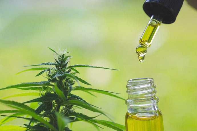 ¿PORQUE EL ACEITE DE CANNABIS O EL ACEITE DE CBD TIENE TANTO ÉXITO EN EE UU?