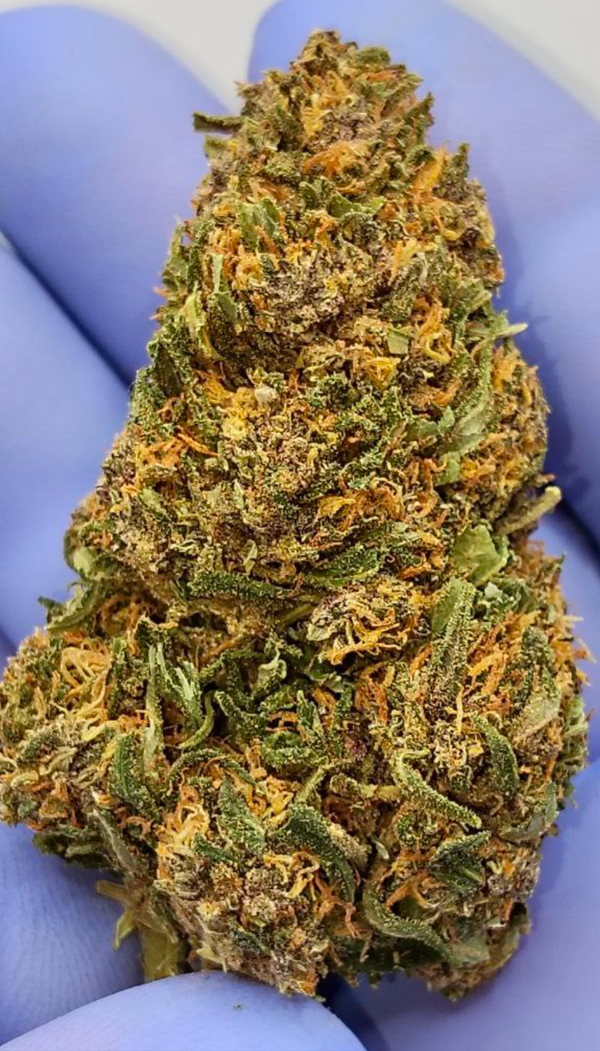 Cheese cbd / cbd gratis
