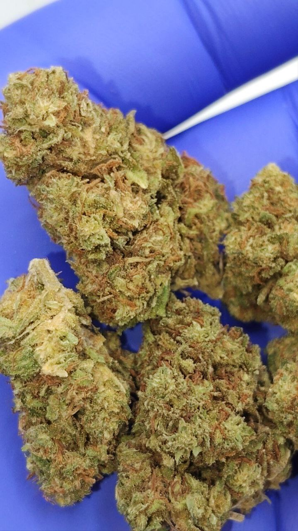 FRUIT CAKE CBD TRIM GRATIS  CBD