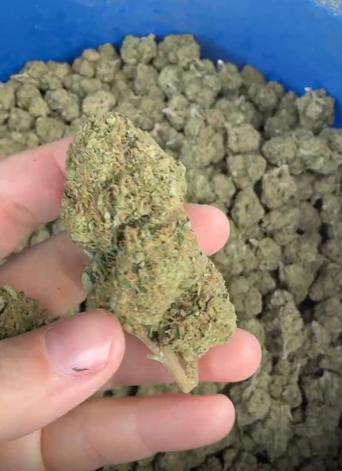 Amnesia premium CBD BLACK OUT LED