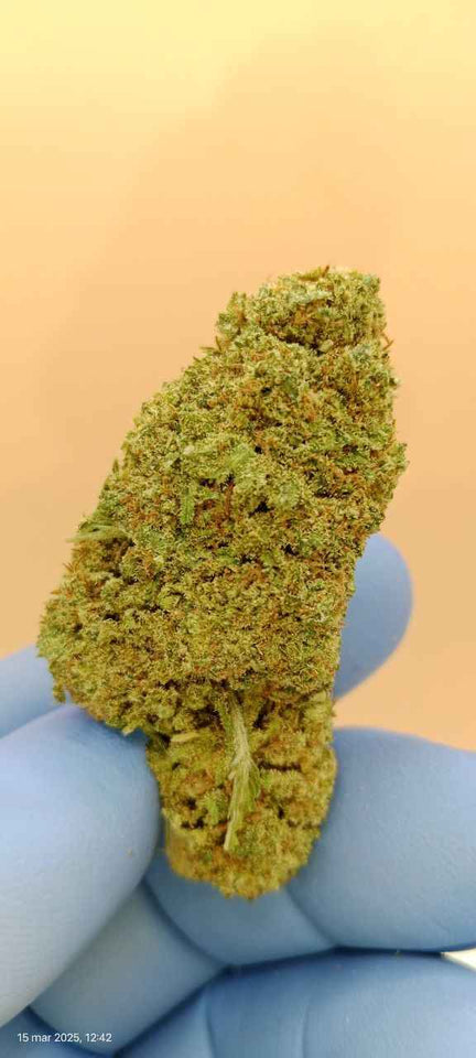 pack flores cbd BARRIOS para profesionales